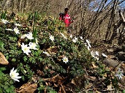 75  Anemone nemorosa (Anemoides nemorosa) 